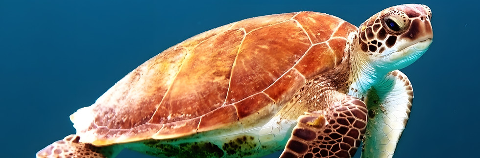 Hawksbill Sea Turtle Free in the Ocean Deep Sea Turtle Marine Life Blue Ocean_edited_edite