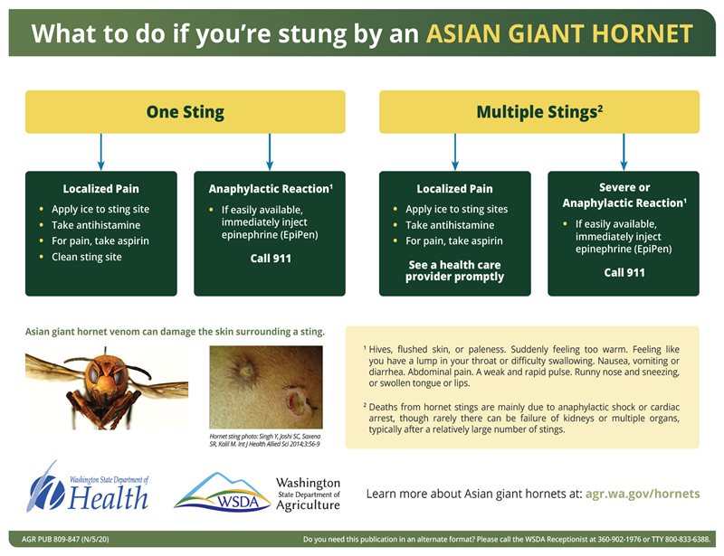 Infographic of what to do if student by an Asian giant hornet
