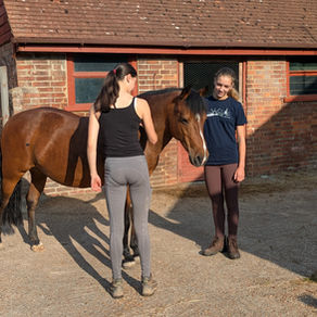Why Do We Love Horses?