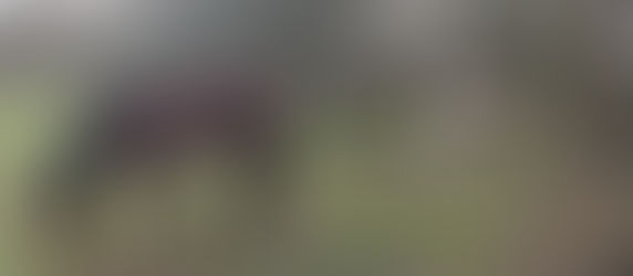 Why Our Horses Don't Wear Rugs