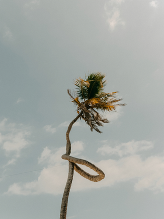 A curvy palm tree with green leaves against a cloudy sky scenery.