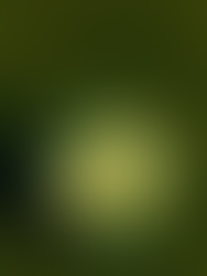 Green basket filled with yellow tennis balls on the grass court.