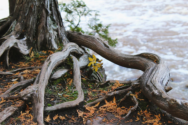 roots.jpeg