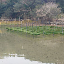 志摩市英虞湾あおさ海苔養殖