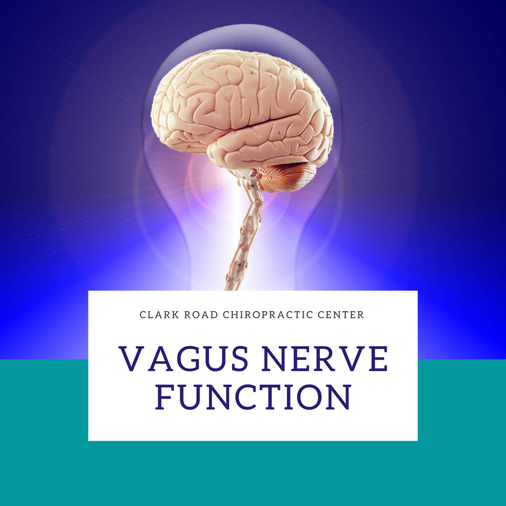 Function of the Vagus Nerve