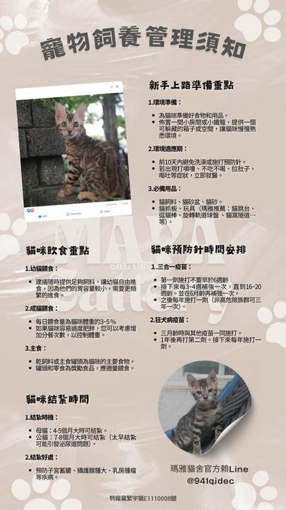 Cat phone wallpaper (4).png