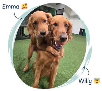 Canva Student Font (2).webp