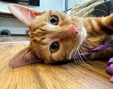 Cat close up.jpg