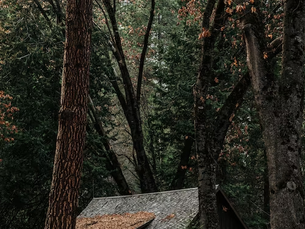 The Unseen Horror of the Forest