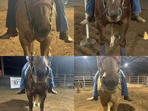 No Stirrup November at Dale Rosa Equine