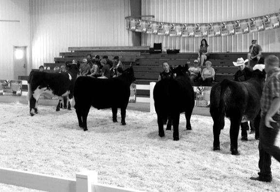 Revolutionize Livestock Care with Cryotherapy