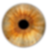 Iris Foto Schweiz Fotografie