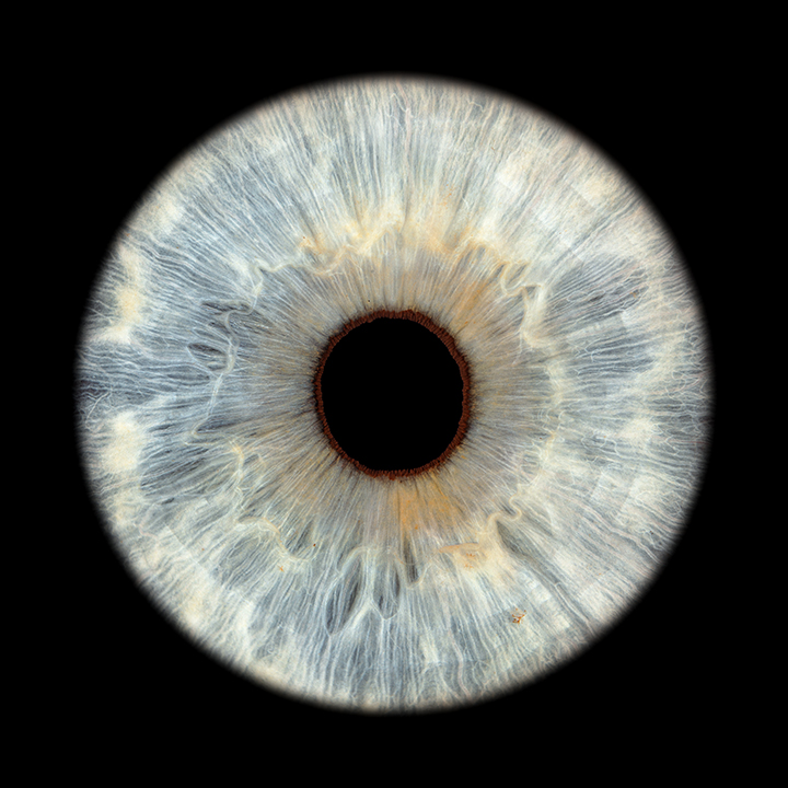 Graue Iris