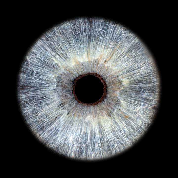 Blaue Iris von Iris Foto Schweiz