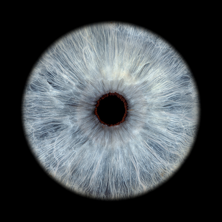 Blaue Iris