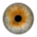 Original Iris Foto Schweiz Fotografie