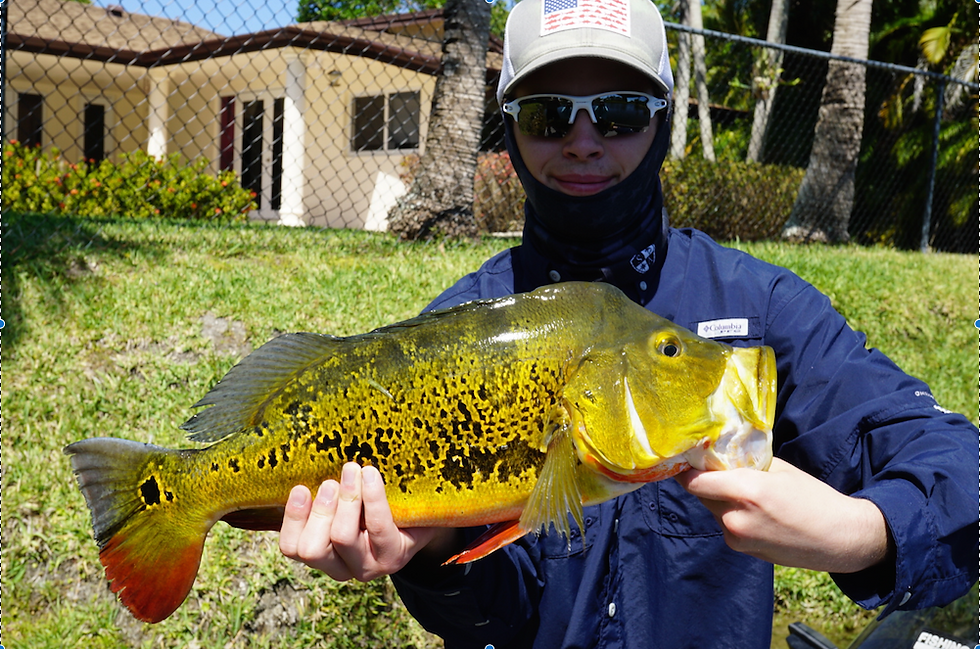 Robert's 7Lb peacock!