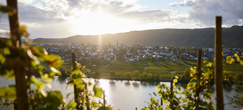 Miniaturbild: Idyllische Moselweinlandschaft bei Sonnenuntergang