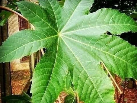 Aprenda a fazer a coisa certa!!!