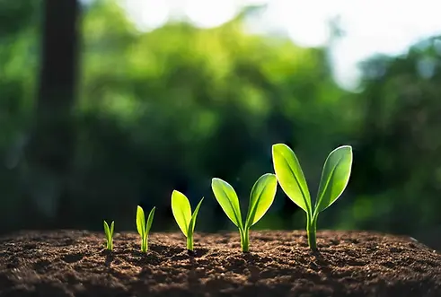 growth.webp