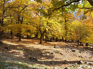 Forêt en automne