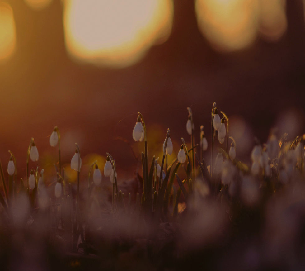 close up of snow drop flowers in the morning sun, muted