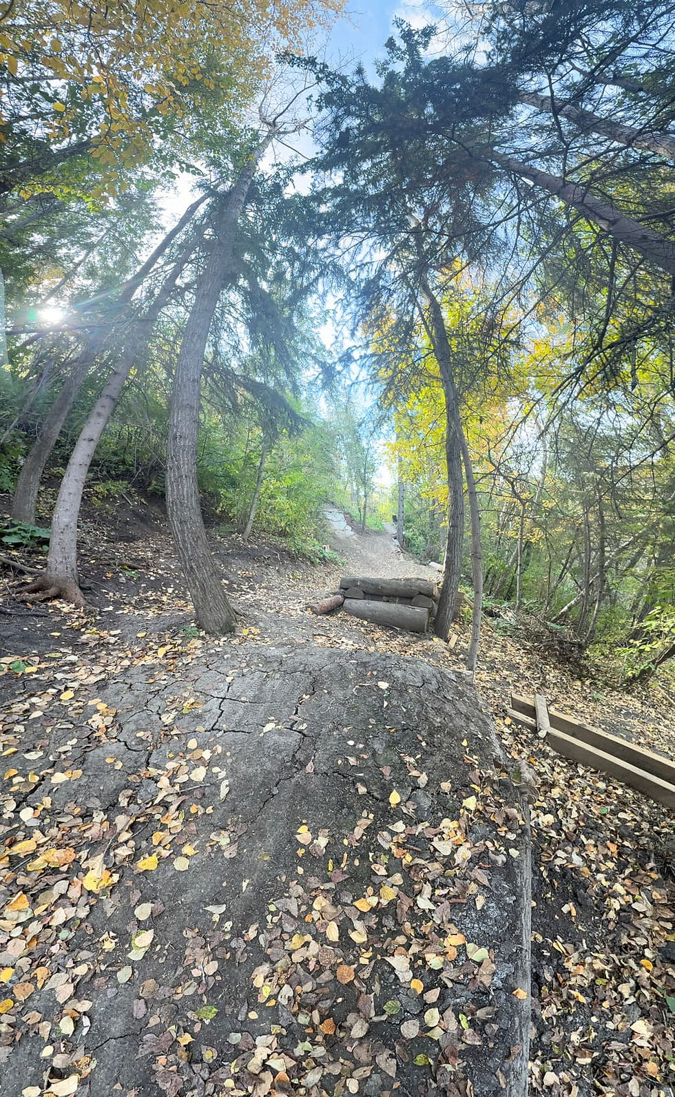 A wooded climb with a log crib step and rock armouring, sunlight through spruce and fall leaves.