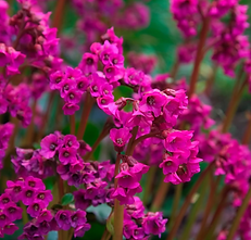 bergenia overture.png