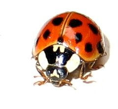 coccinelle_asia.jpg