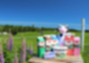 cows on pasture 1.jpeg