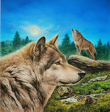 LOUPS RECADRE 560 (2)f_edited.jpg