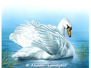 ILLUSTRATIONS JEUNESSE : THÈME des OISEAUX
