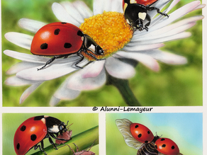 THÈME des INSECTES ET AUTRES PETITES BÊTES: