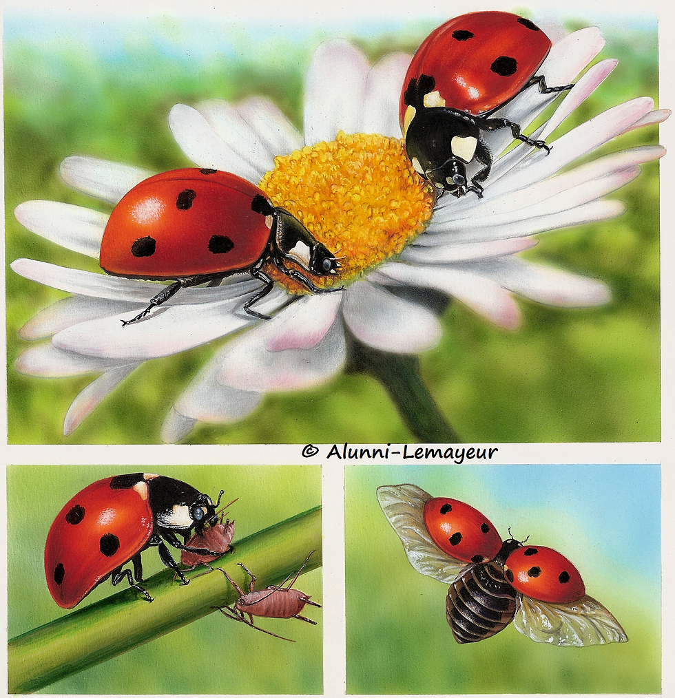 THÈME des INSECTES ET AUTRES PETITES BÊTES: