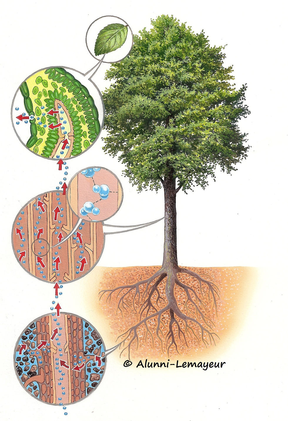 ILLUSTRATIONS pour OUVRAGE SCIENTIFIQUE : BOTANIQUE