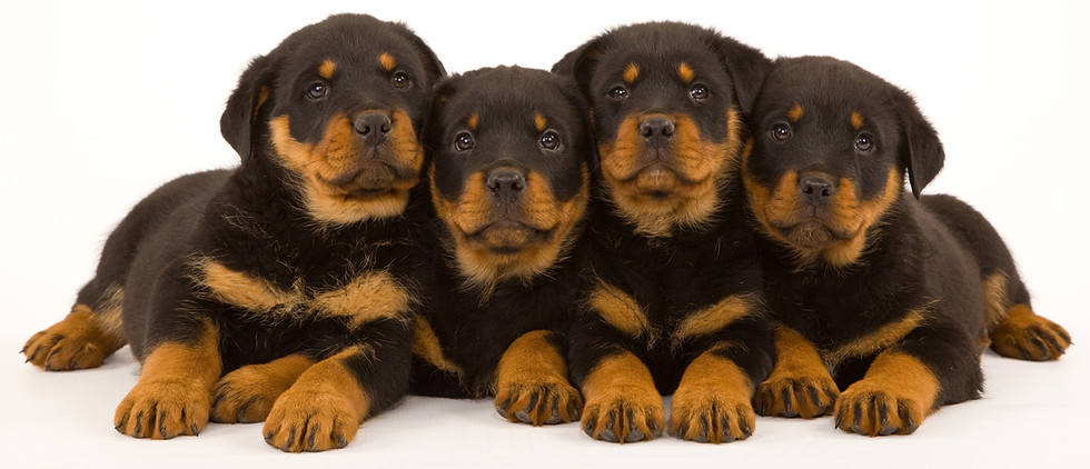 Rottweiler Breeder