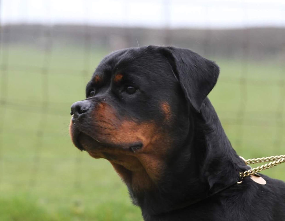 Julzez Rottweilers