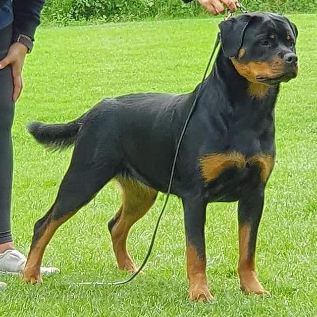 Torsite Rottweilers