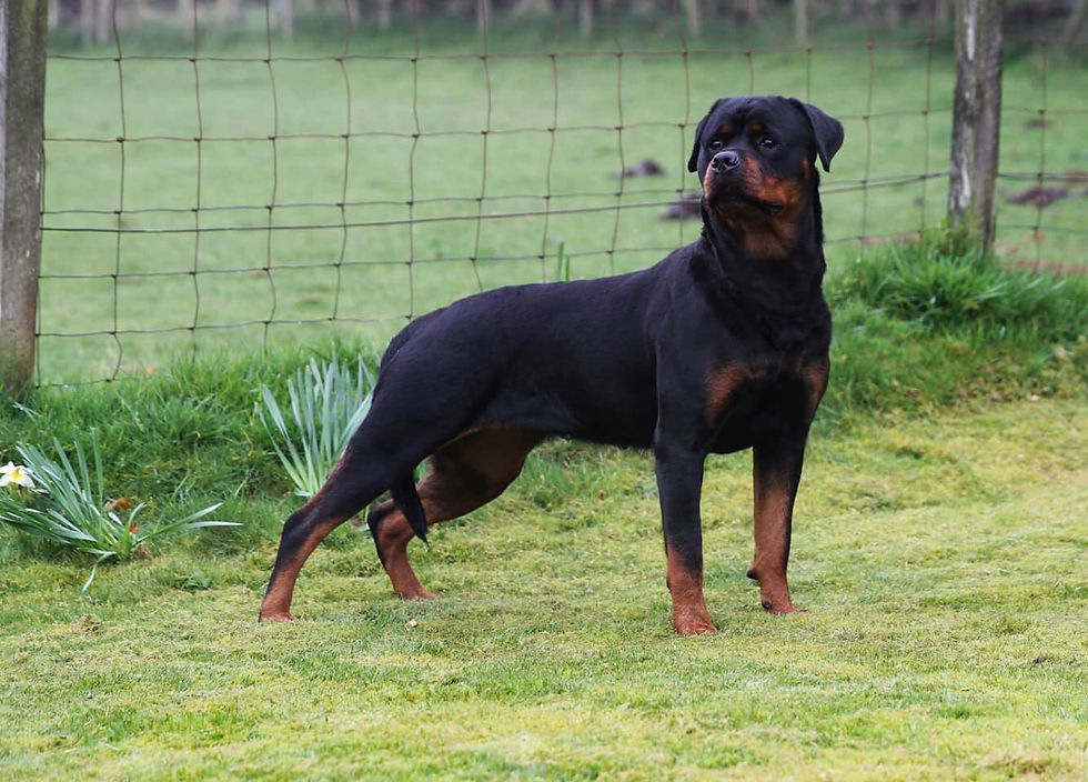 Julzez Rottweilers