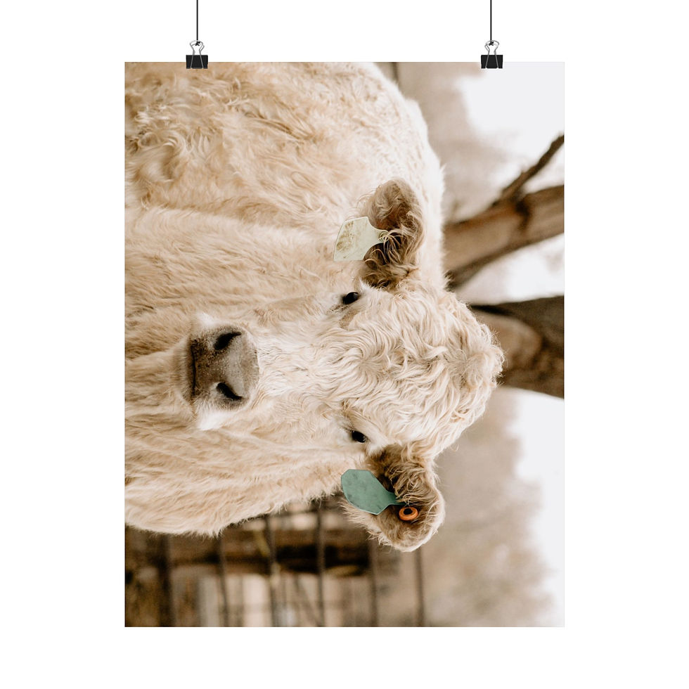 Thumbnail: Pastoral Beauty: Fine Art British White Cow Poster