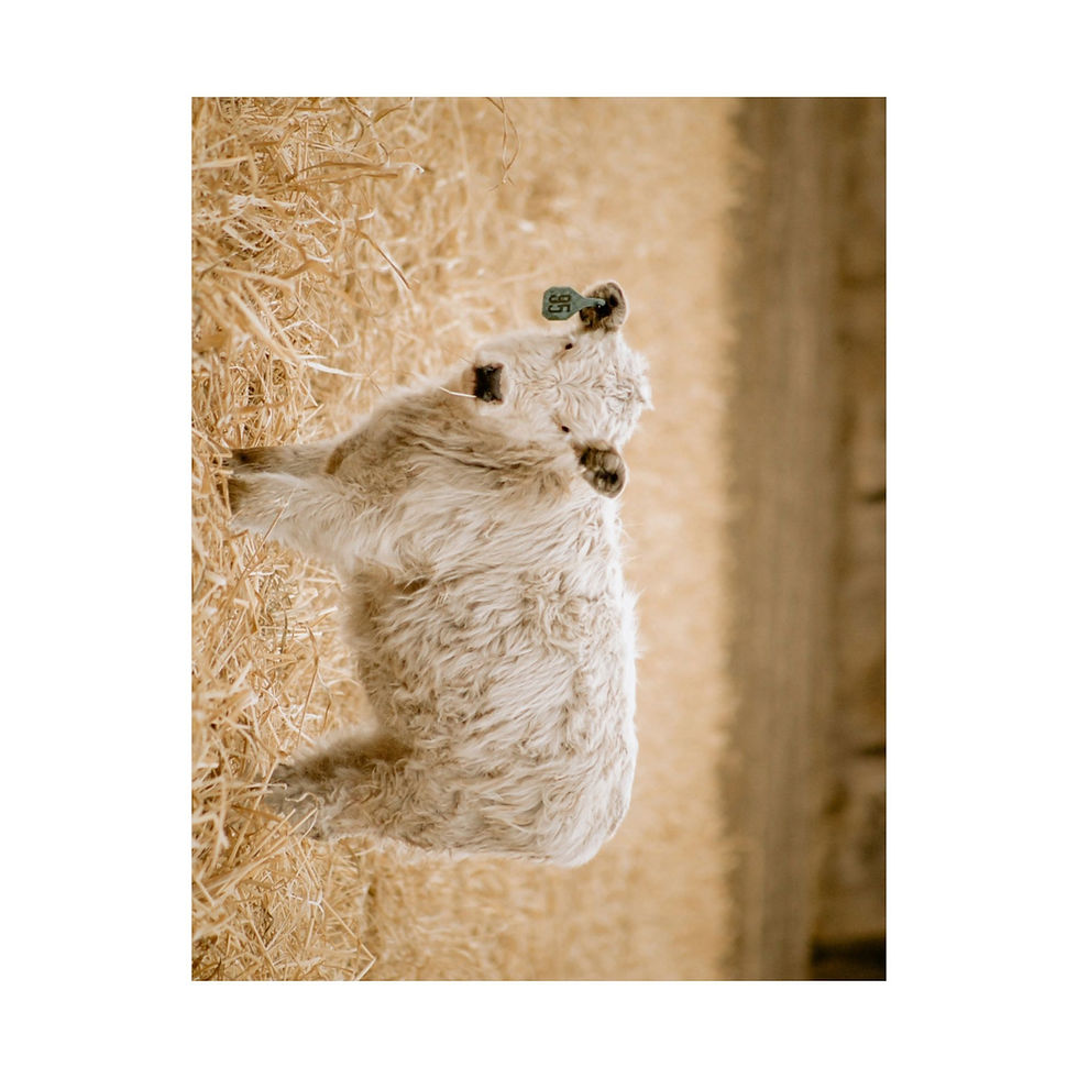 Thumbnail: Field of Dreams: Fine Art White Calf Poster
