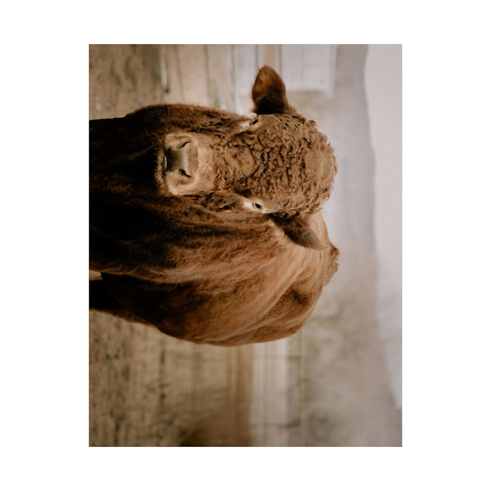 Thumbnail: The Watchful Guardian: Bull Portrait Poster