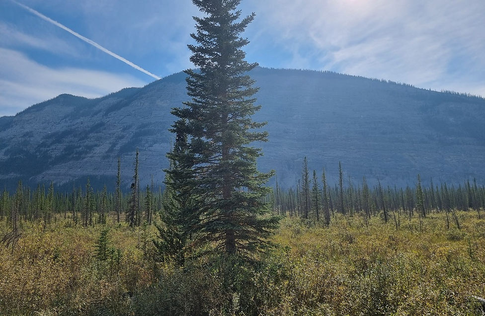 Alberta nature