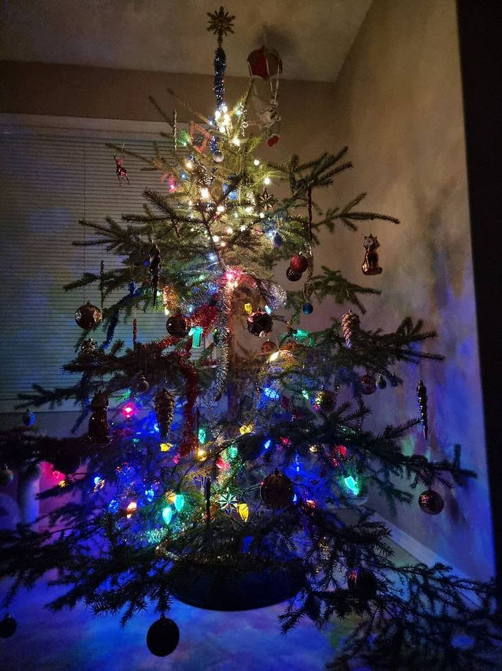 Our Christmas tree from the forest