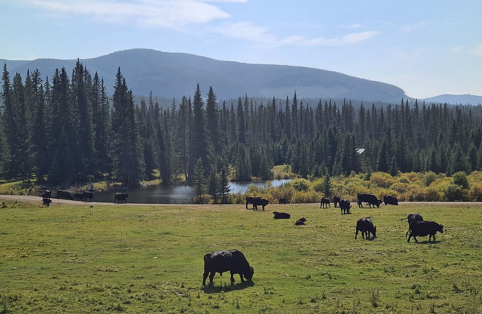 Bisons by the lake