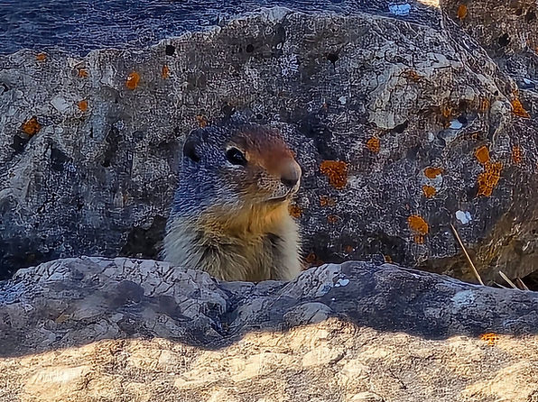 Richardson's gopher