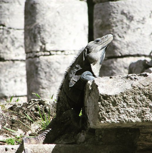 Iguana relaxes in the sun
