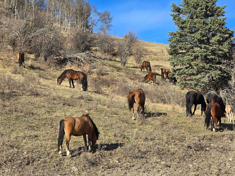 Wild Horses in Alberta