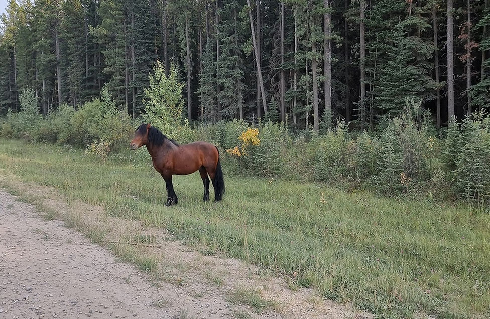 Mustang came out of the forest