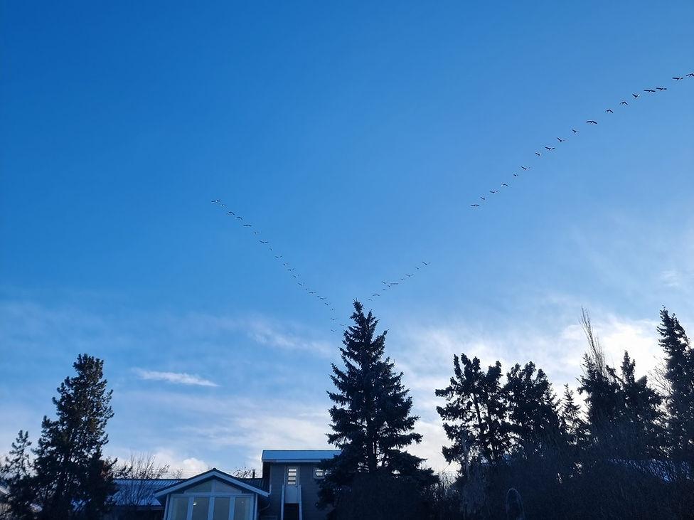Birds fly south, Canada